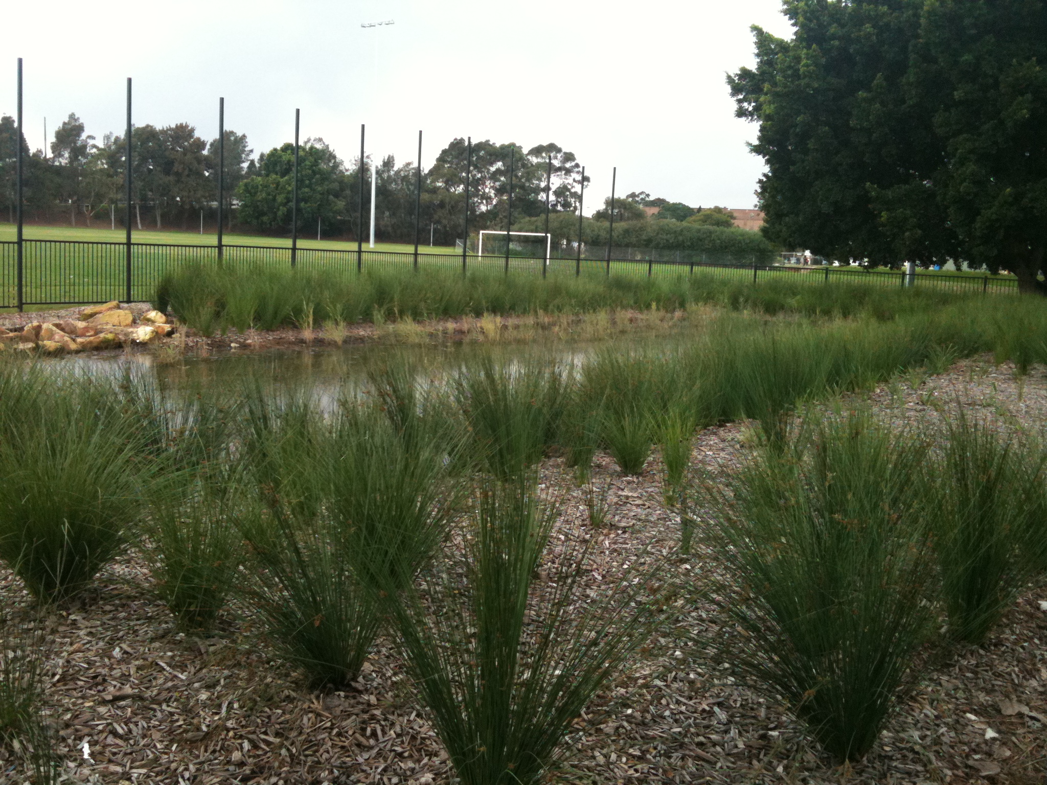 Mackey Park WSUD